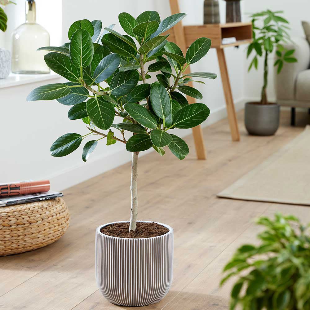 Ficus Audrey, Tip Copac cu tulpina impletita, 110-120 cm, ficus de apartament cu frunze verzi mari catifelate