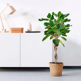 Ficus Audrey, Tip Copac cu tulpina impletita, 110-120 cm, ficus de apartament cu frunze verzi mari catifelate