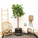Ficus Audrey, Tip Copac cu tulpina impletita, 110-120 cm, ficus de apartament cu frunze verzi mari catifelate