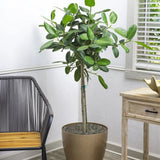 Ficus Audrey, Tip Copac cu tulpina impletita, 110-120 cm, ficus de apartament cu frunze verzi mari catifelate