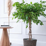 Ficus Benjamina Exotica - Tip Copac cu Tulpina impletita - 110 cm