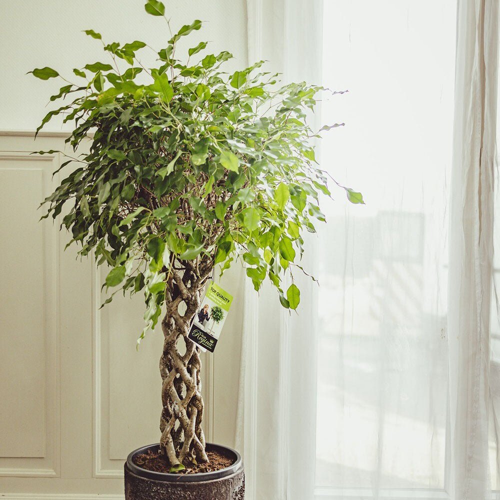 Ficus Benjamina - Tip Copac cu Tulpina impletita - 140 cm