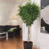 Ficus Benjamina - Tip Copac cu Tulpina impletita - 140 cm