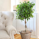 Ficus Benjamina Exotica - Tip Copac cu Tulpina impletita - 110 cm