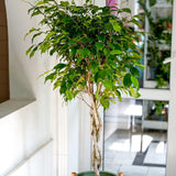 Ficus Benjamina Exotica - Tip Copac cu Tulpina impletita - 110 cm