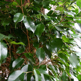 Ficus Benjamina Exotica - Tip Copac cu Tulpina impletita - 110 cm