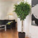 Ficus Benjamina Exotica - Tip Copac cu Tulpina impletita - 110 cm