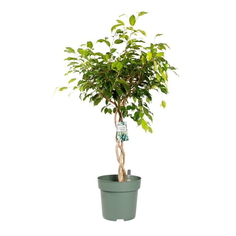 Ficus Benjamina - Tip Copac cu Tulpina impletita - 100 cm