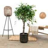 Ficus Benjamina - Tip Copac cu Tulpina impletita - 100 cm