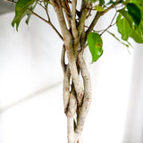 Ficus Benjamina - Tip Copac cu Tulpina impletita - 100 cm