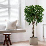 Ficus Benjamina - Tip Copac cu Tulpina impletita - 140 cm