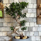 Фикус Bonsai Ginseng спираловидна форма, 60 см, декоративен бонсай, стайно растение, пречиства въздуха