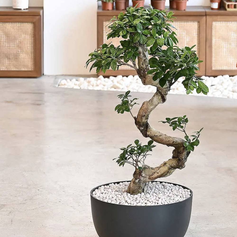 Фикус Bonsai Ginseng спираловидна форма, 60 см, декоративен бонсай, стайно растение, пречиства въздуха