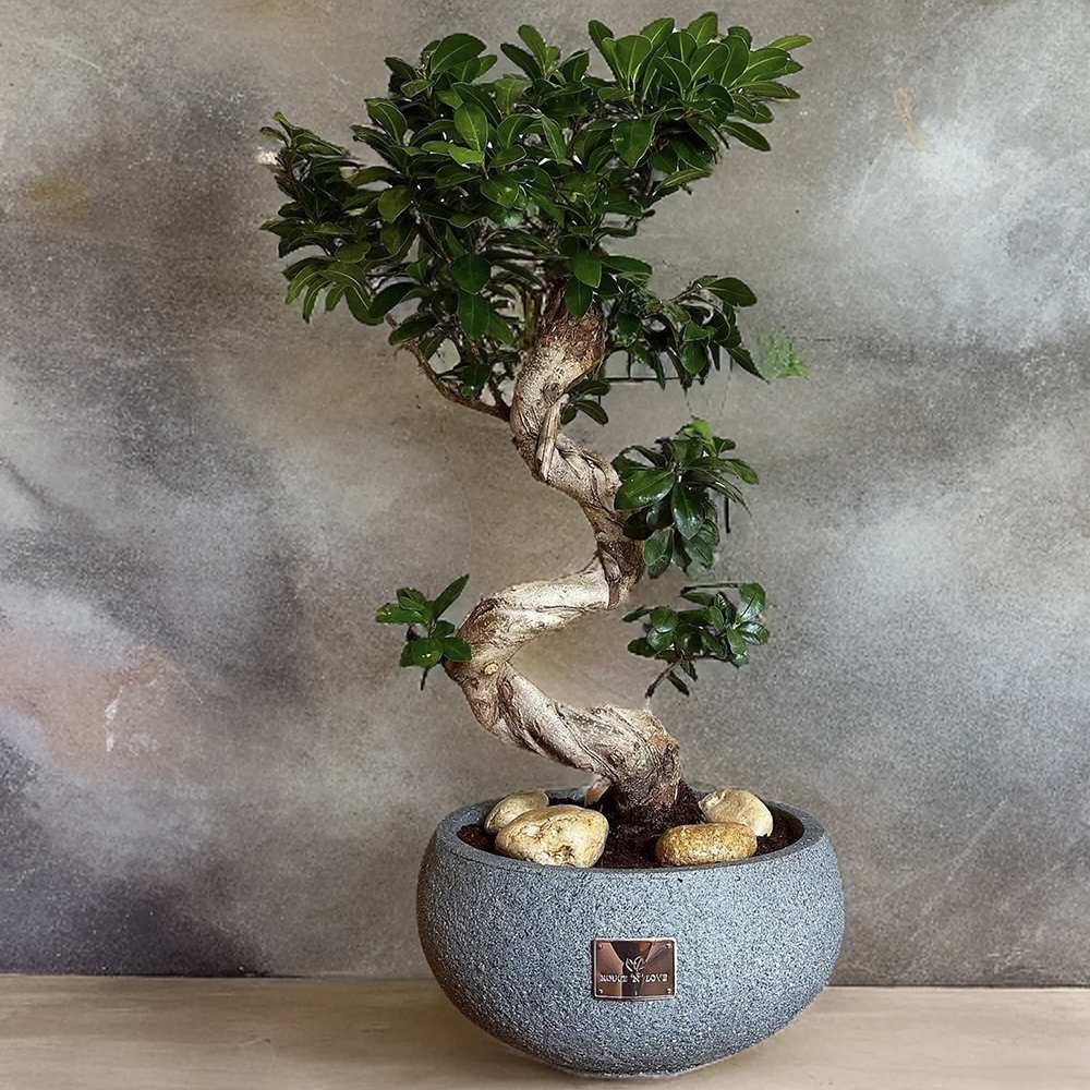 Фикус Bonsai Ginseng спираловидна форма, 60 см, декоративен бонсай, стайно растение, пречиства въздуха