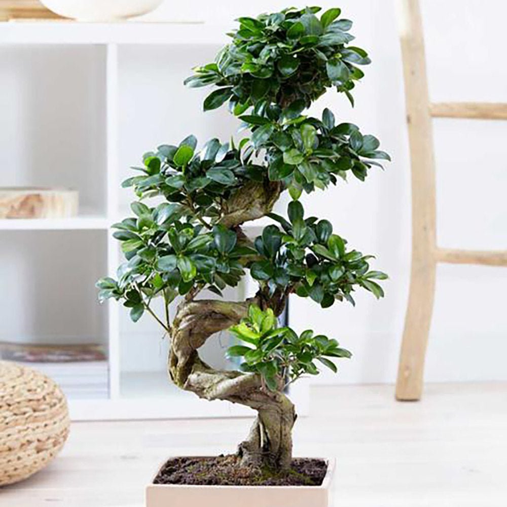 Фикус Bonsai Ginseng спираловидна форма, 60 см, декоративен бонсай, стайно растение, пречиства въздуха
