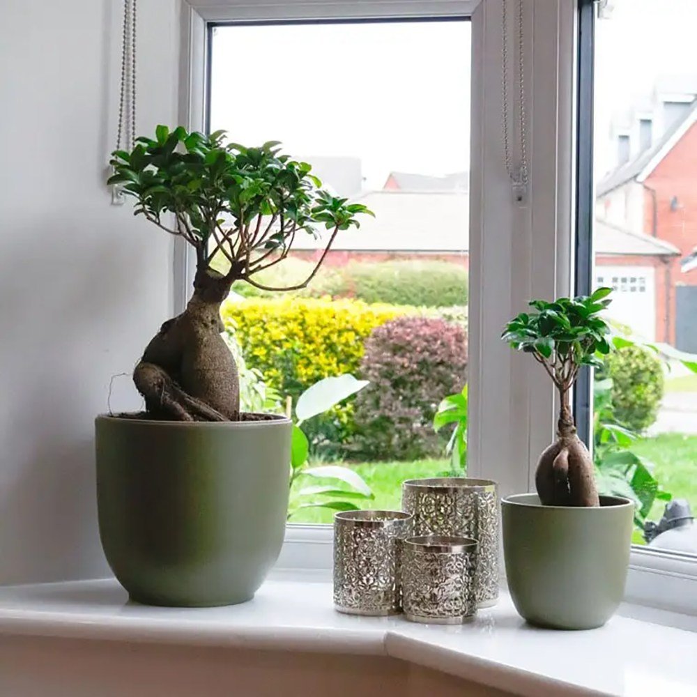 Ficus Bonsai Ginseng - 30 cm