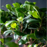 Ficus Bonsai Ginseng - 30 cm