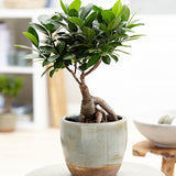 Ficus Bonsai Ginseng - 30 cm - VERDENA - 30 - 35 cm inaltime, ghiveci de 2 l