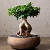 Ficus Bonsai Ginseng - 30 cm - VERDENA - 30 - 35 cm inaltime, ghiveci de 2 l