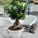 Ficus Bonsai Ginseng - 30 cm - VERDENA - 30 - 35 cm inaltime, ghiveci de 2 l