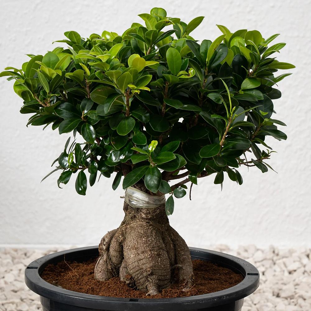 Ficus Bonsai Ginseng - 30 cm - VERDENA - 30 - 35 cm inaltime, ghiveci de 2 l