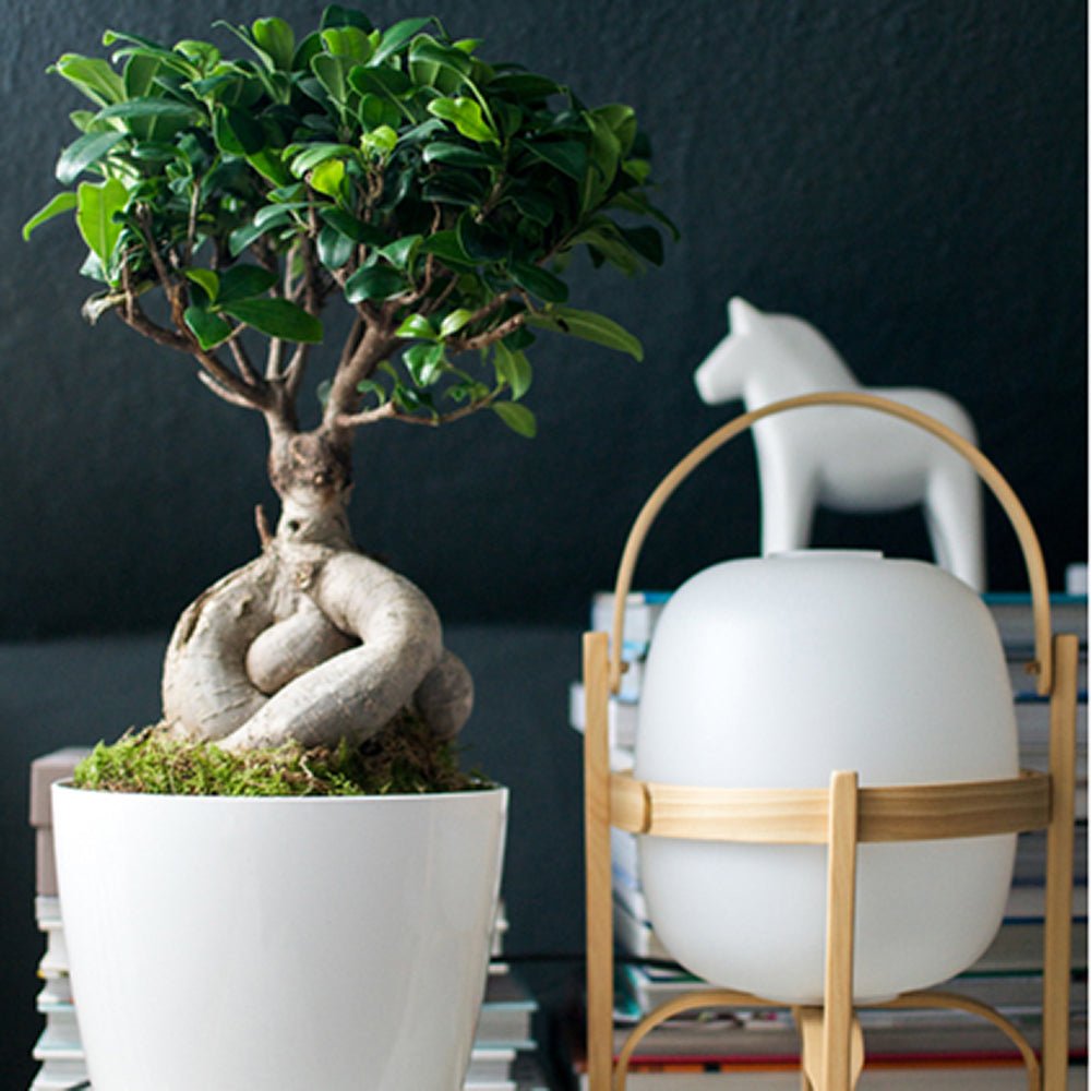 Ficus Bonsai Ginseng - 50 cm