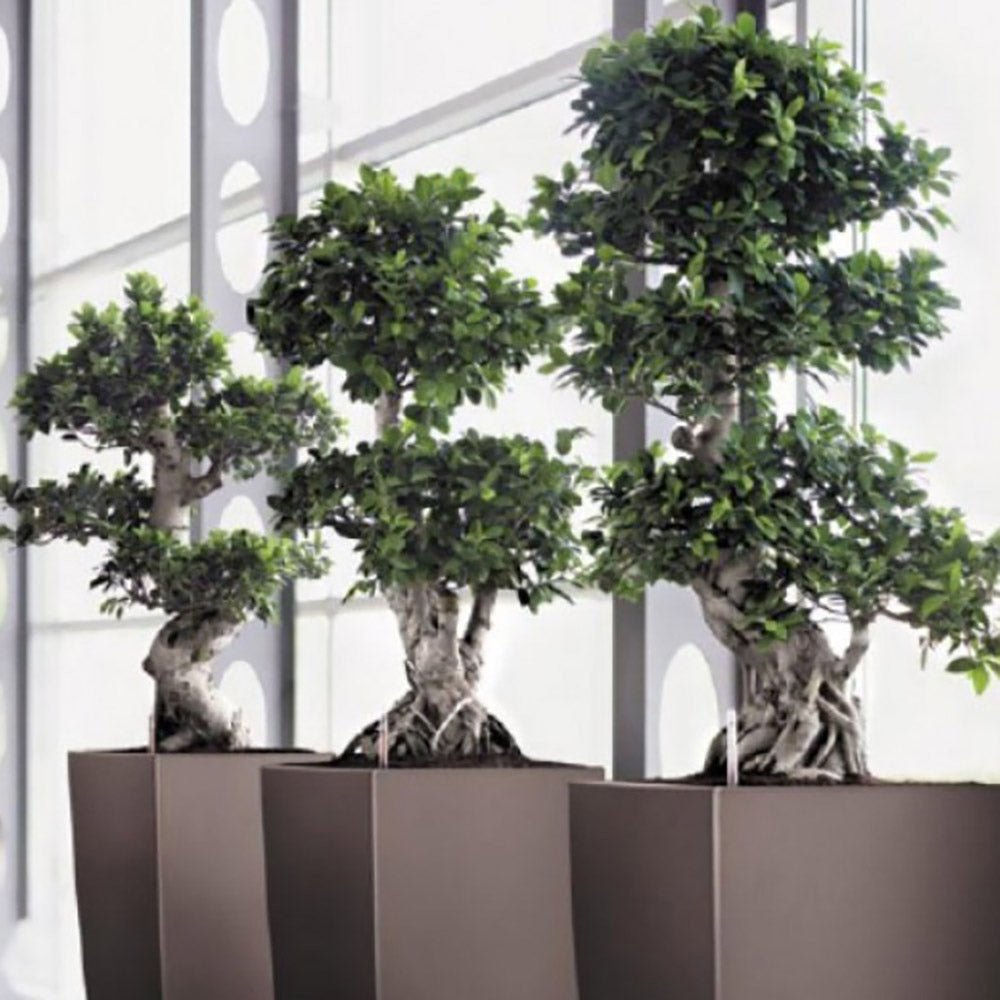 Ficus Bonsai Ginseng Spiral Shape - 70-80 см