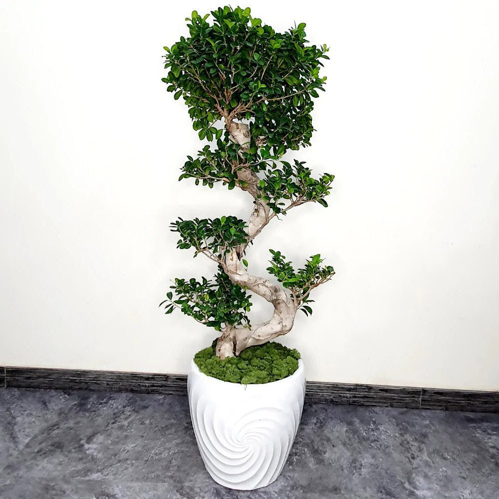 Ficus Bonsai Ginseng Spiral Shape - 70-80 см