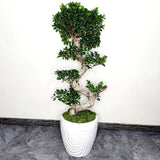 Ficus Bonsai Ginseng Spiral Shape - 70-80 см