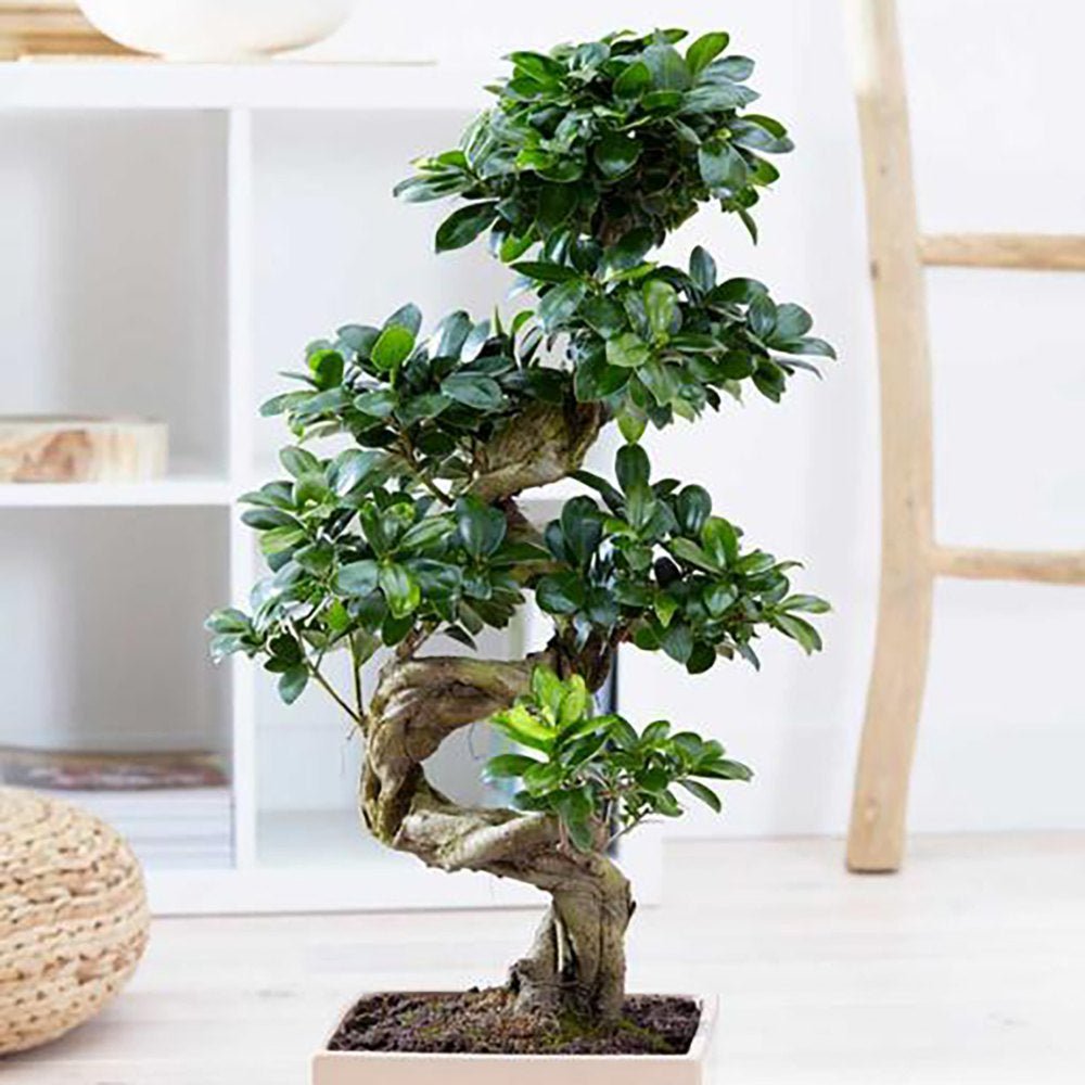 Фикус Бонсай Ginseng – спирална форма, 160 см, пречистващ въздуха