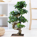 Фикус Бонсай Ginseng – спирална форма, 160 см, пречистващ въздуха