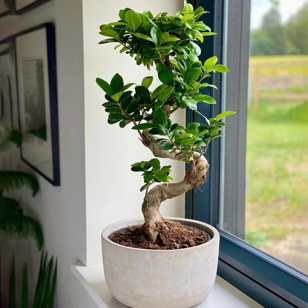 Ficus Bonsai Ginseng Spiral Shape - 70-80 см