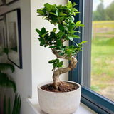 Ficus Bonsai Ginseng Spiral Shape - 70-80 см
