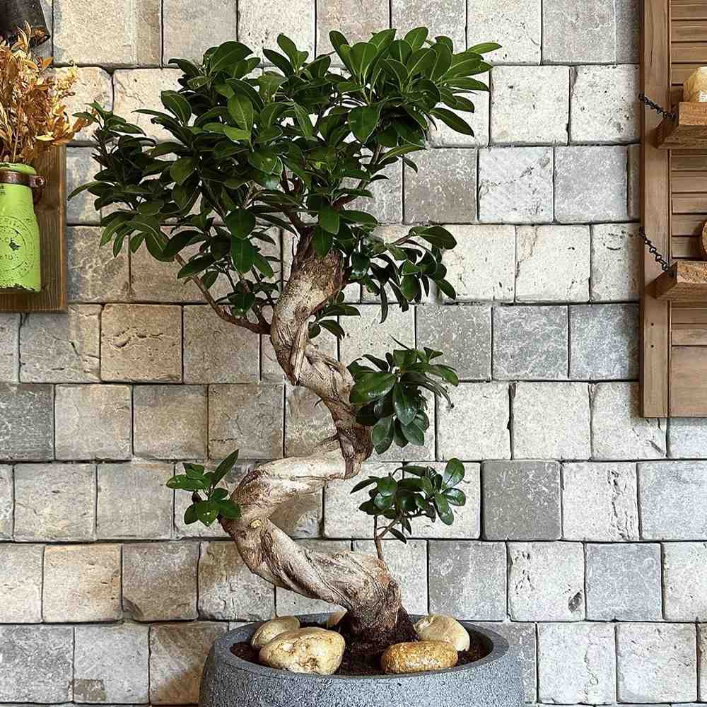 Ficus Bonsai Ginseng Spiral Shape - 70-80 см