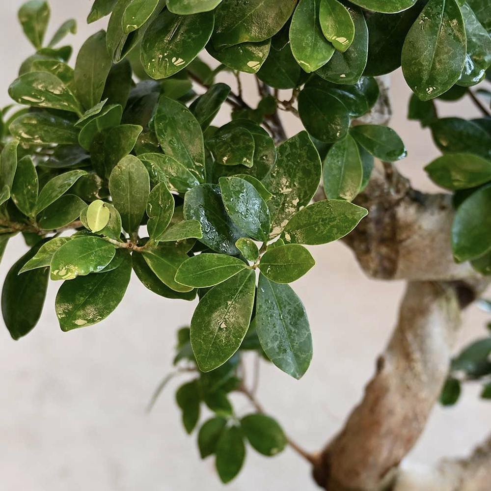 Ficus Bonsai Ginseng Spiral Shape - 70-80 см