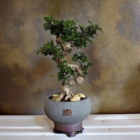 Ficus Bonsai Ginseng Spiral Shape - 70-80 см