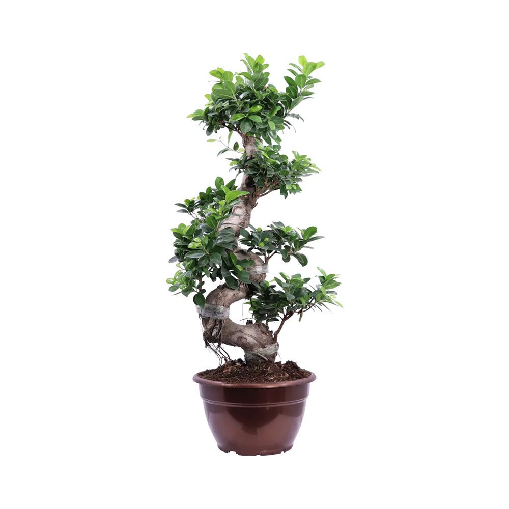 Ficus Bonsai Ginseng Spiral Shape - 70-80 см