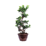 Ficus Bonsai Ginseng Spiral Shape - 70-80 см