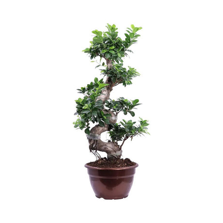 Ficus Bonsai Ginseng Forma Spirala - 70 cm