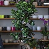 Ficus Bonsai Ginseng Spiral Shape - 70-80 см