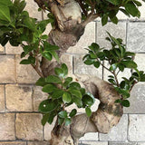 Ficus Bonsai Ginseng Spiral Shape - 70-80 см