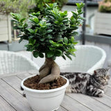 Ficus Bonsai Ginseng XXL - 50-55 cm