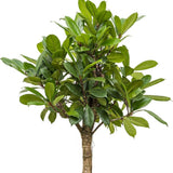 Ficus Cyathistipula - Tip Copac cu Tulpina impletita - 100 cm
