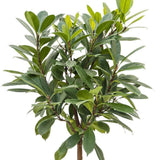 Ficus Cyathistipula - Tip Copac cu Tulpina impletita - 100 cm
