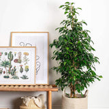 Ficus Exotica - 135 cm