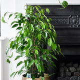 Ficus Exotica - 135 cm