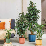 Ficus Exotica - 135 cm
