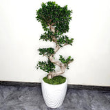 PROMO - Ficus Bonsai Ginseng Forma Spirala - 110 cm