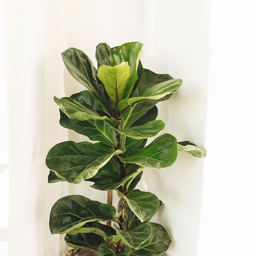 Ficus Lyrata - 90 cm