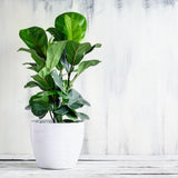Ficus Lyrata - 120 cm
